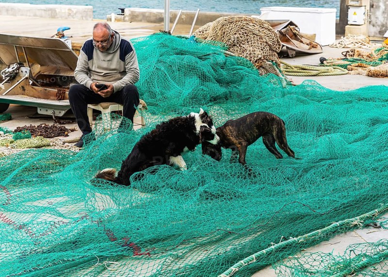 Playful dogs fight next to a fisherman who ties and repairs his net, Cala Figuera harbour, Majorca, Spain