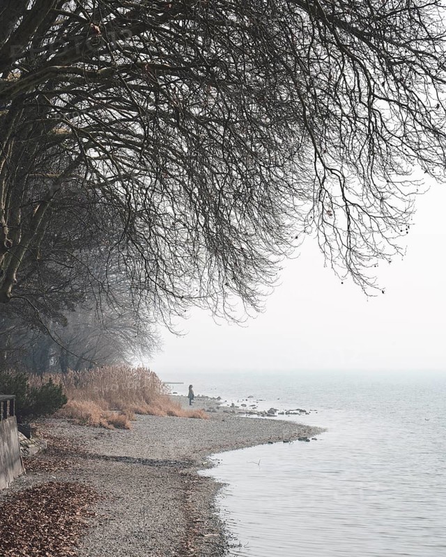 Foggy atmosphere on the Mettnau peninsula near Radolfzell am Lake Constance, Konstanz district, Baden-Württemberg, Germany