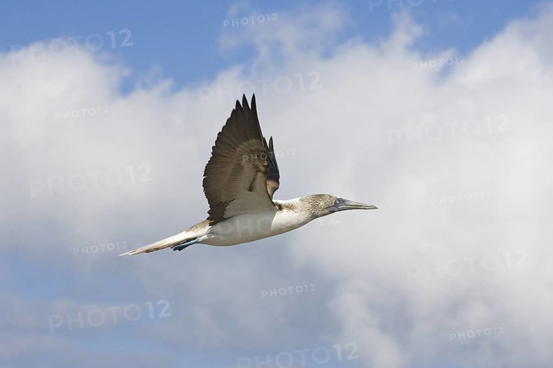 Blue-footed Booby Sula nebouxii Las Marietas Islands, Bahia Banderas, Jalisco, Mexico 1 April Adult in flight. Sulidae