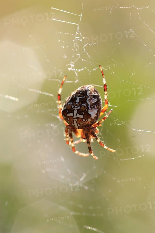 Cross spider, September, Germany