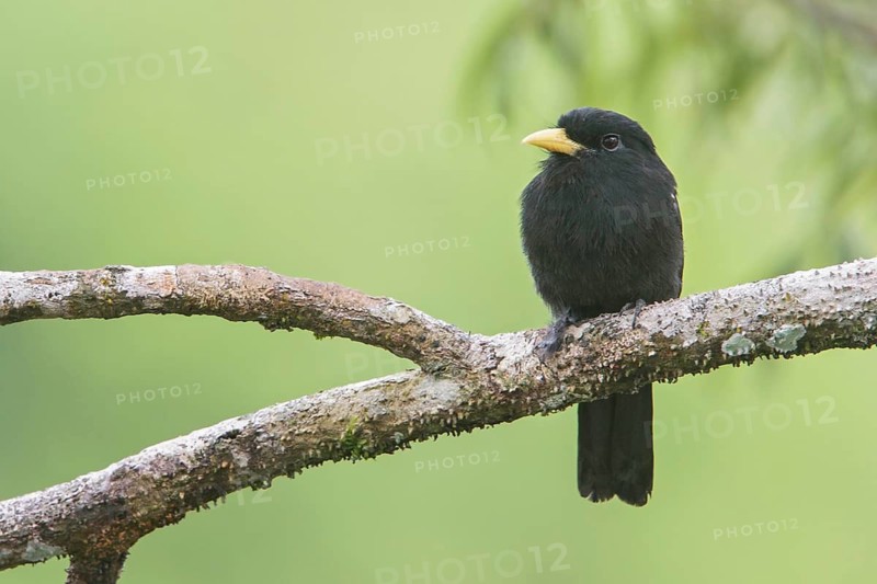 Yellow-billed Nunbird (Monasa flavirostris) perched on a branch in Ecuador, South America