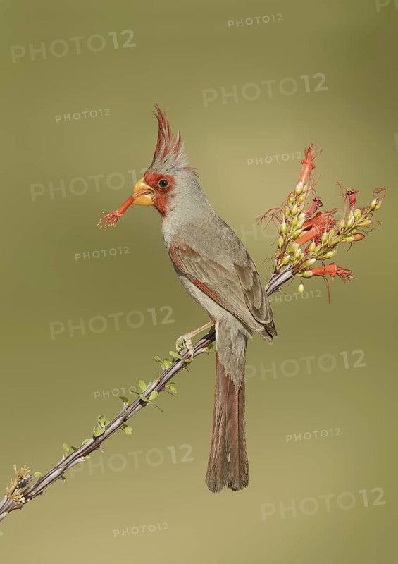 Pyrrhuloxia (Cardinalis sinuatus) male, Texas, USA