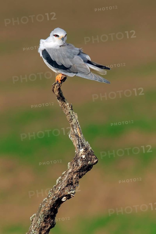 Black-winged Kite (Elanus caeruleus), Andalusia, Spain