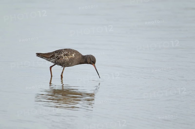 Spotted redshank (Tringa erythropus) adult male wading bird in summer plumage in a shallow lagoon, RSPB Titchwell nature reserve, Norfolk, England, United Kingdom