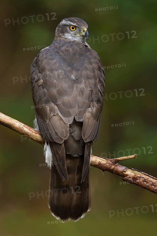 Northern Goshawk (Accipiter gentilis) female, Utrecht, Netherlands