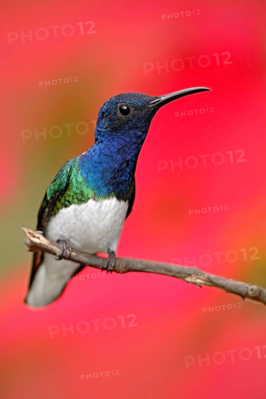 Hummingbird White-necked Jacobin, Florisuga mellivora, sitting next to beautiful red hibiscus flower with green bloom background, Tandayapa, Ecuador. Exotic tropic bird with red flower bloom