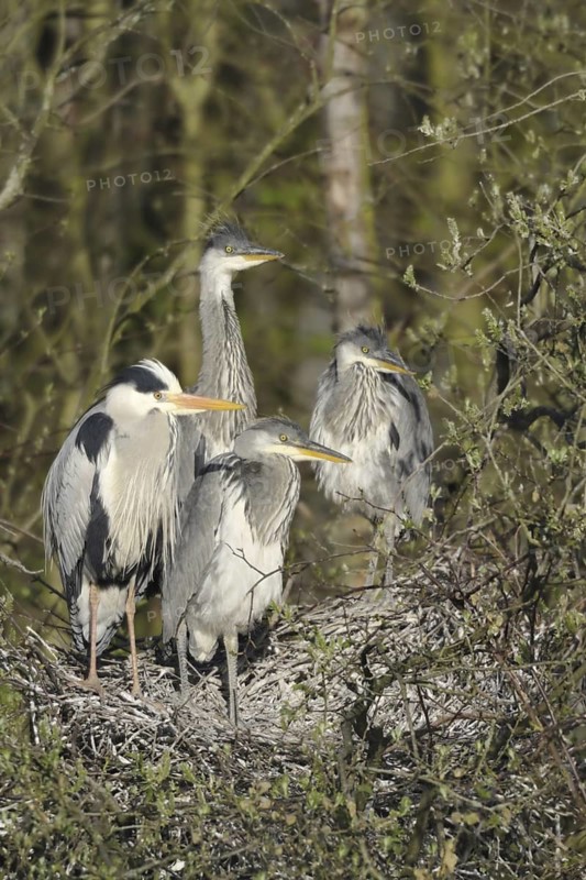 Grey Heron (Ardea cinerea) juvenile, North Rhine-Westphalia, Germany