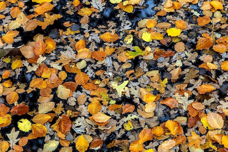 Autumn leaves, autumn-colored leaves floating on moor water, Osterwald, Zingst, Fischland-Darß-Zingst, Western Pomerania Lagoon Area National Park, Mecklenburg-Western Pomerania, Germany