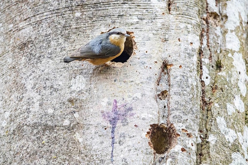 Nuthatch (Sitta europaea) Germany
