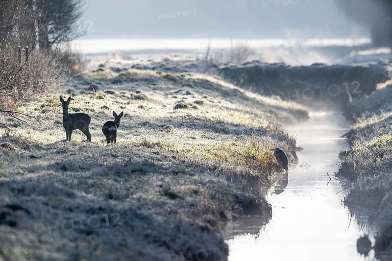 Roe deer (Capreolus capreolus), Emsland, Lower Saxony, Germany