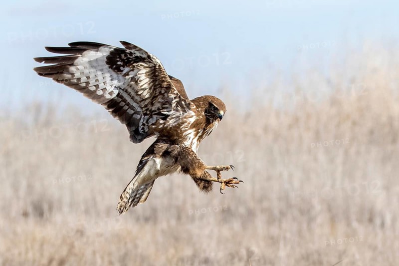 Common Buzzard (Buteo buteo) landing, Castile-La Mancha, Spain