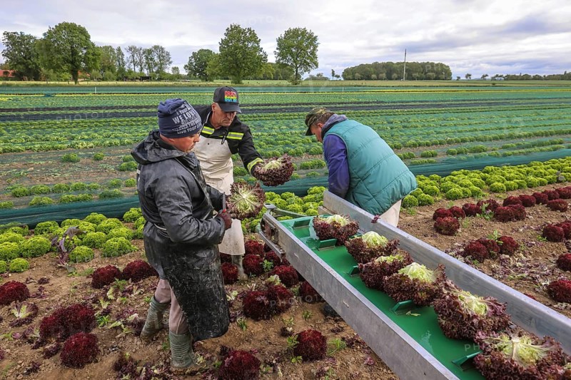 Soest, Sauerland, North Rhine-Westphalia, Germany - Vegetable cultivation, harvest helpers harvesting lettuce, the freshly harvested heads of lettuce are washed directly in the field in the trailer and packed in boxes, oak leaf lettuce (Lactus sativa var. crispa), also known as oak leaf lettuce or American lettuce, and Lollo Bianco and Lollo Rosso