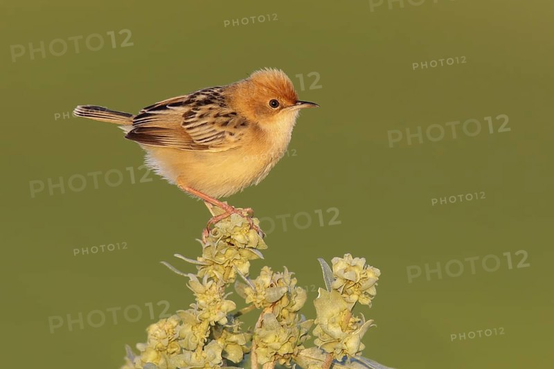 Golden-headed Cisticola (Cisticola exilis), Victoria, Australia