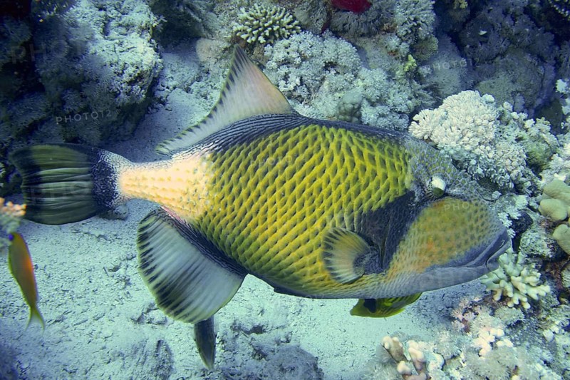 Giant triggerfish (Balistoides viridescens)