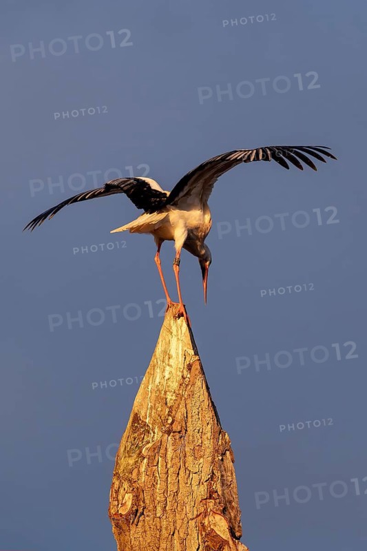 White stork, Rapperswil, Switzerland