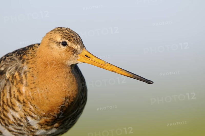 Uferschnepfe (Limosa limosa), Black-tailed Godwit, Altvogel auf Sitzwarte, Portrait, April, Nijkerk, Niederlande