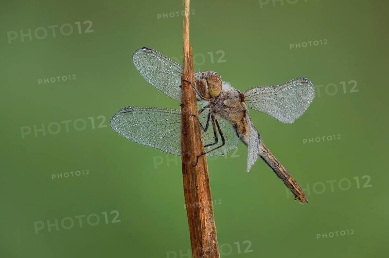 Steenrode heidelibel, Vagrant darter, Sympetrum vulgatum