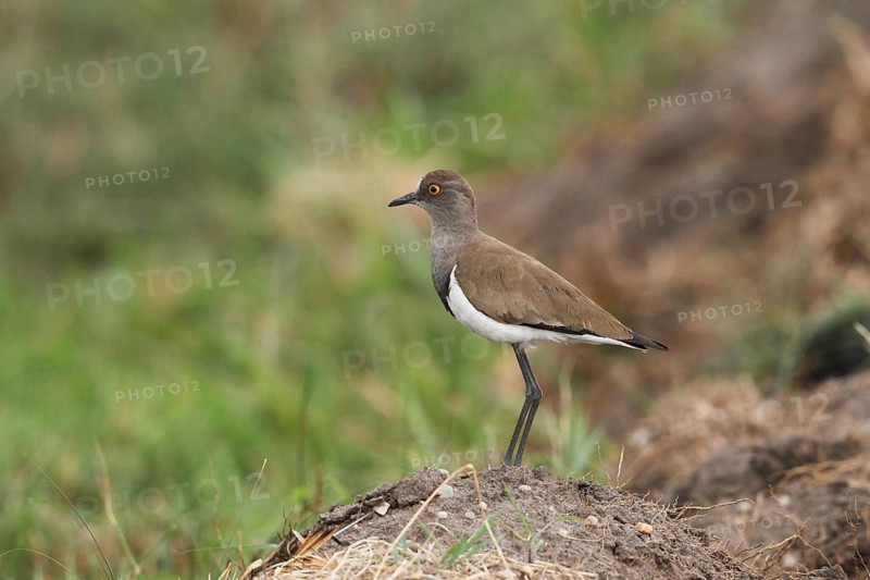 Senegal Lapwing (Vanellus lugubris) on field, Lake Victoria, Uganda