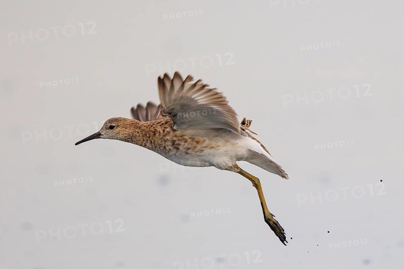Ruff (Calidris pugnax) flying, Greece