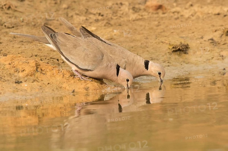 Vinaceous Dove (Streptopelia vinacea), Gambia
