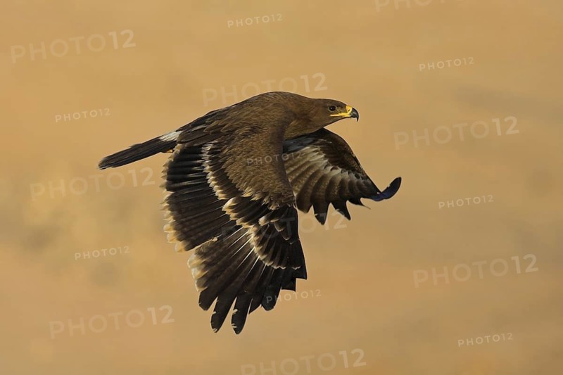 Steppe Eagle (Aquila nipalensis), Oman