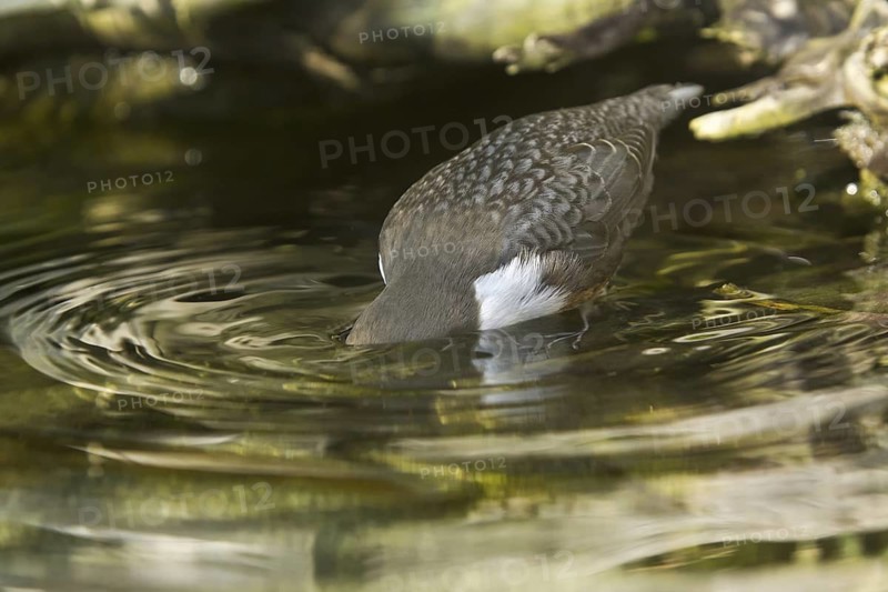 White-throated Dipper (Cinclus cinclus) juvenile, Germany