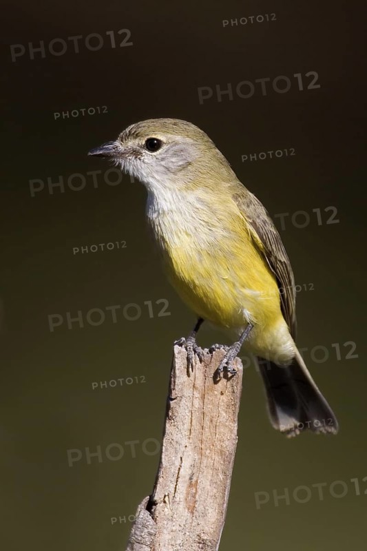 Lemon-bellied Flyrobin (Microeca flavigaster), Western Australia, Australia