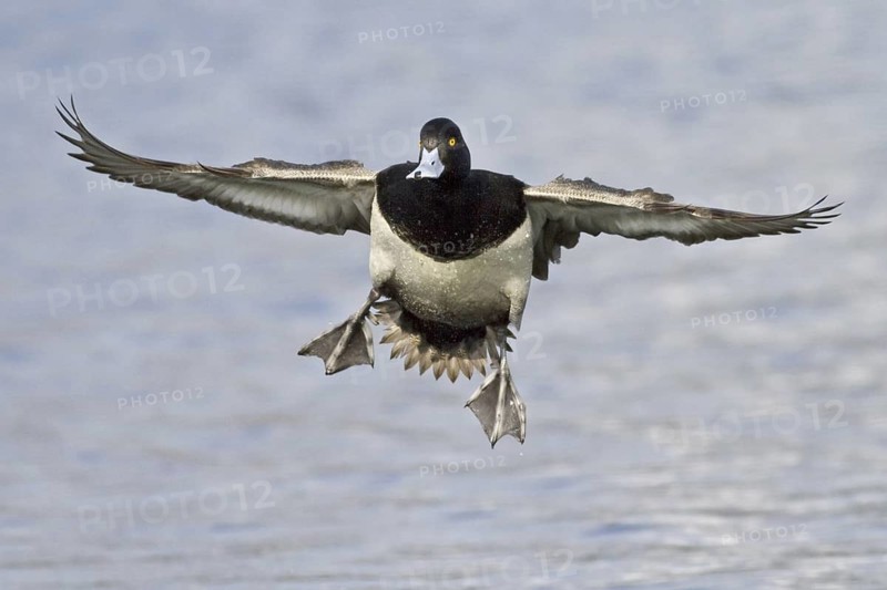 Lesser Scaup (Aythya affinis) male flying, British Columbia, Canada