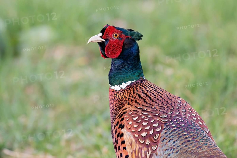 Common Pheasant (Phasianus colchicus) male, Lower Saxony, Germany