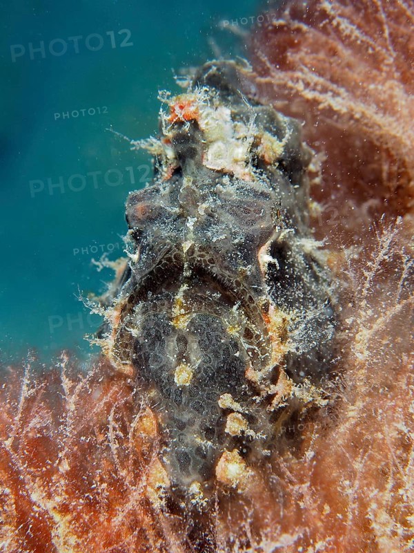 Giant frogfish (Antennarius commerson)