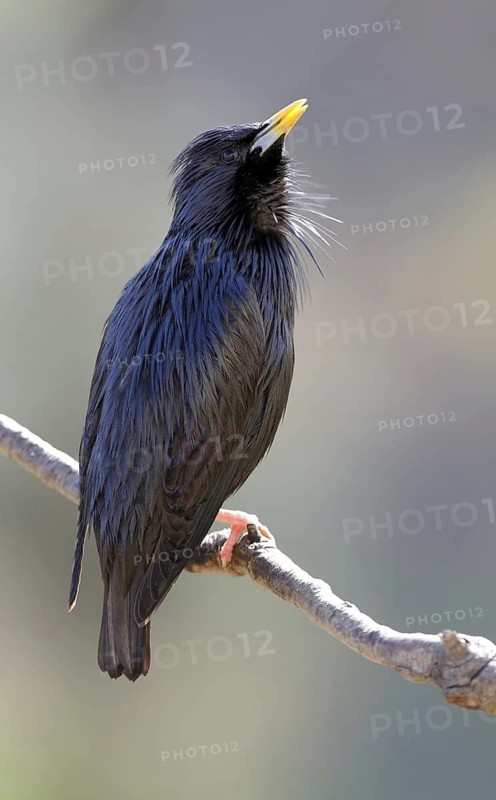 Spotless Starling (Sturnus unicolor), Extremadura, Spain