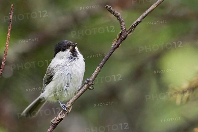 Willow Tit - Weidenmeise - Poecile montanus ssp. uralensis, Russia (Ural)