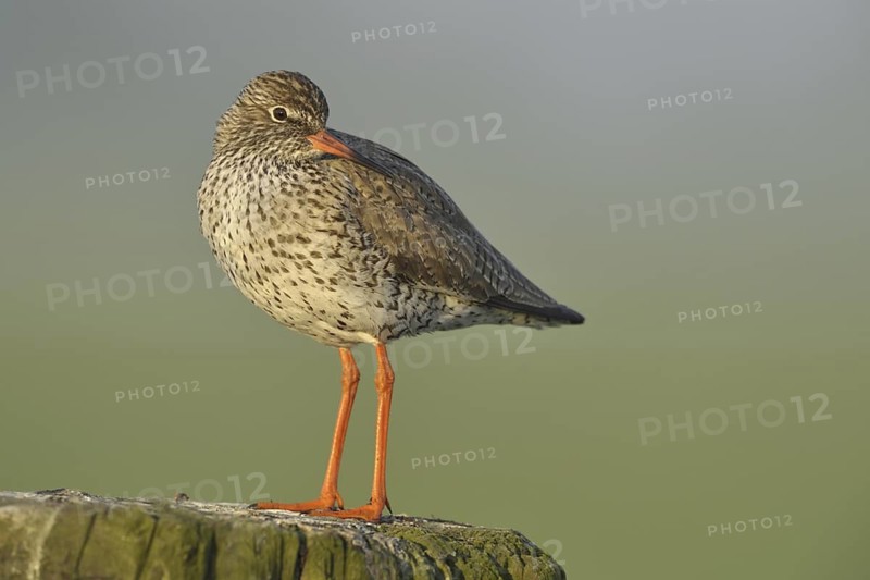 Common Redshank (Tringa totanus)