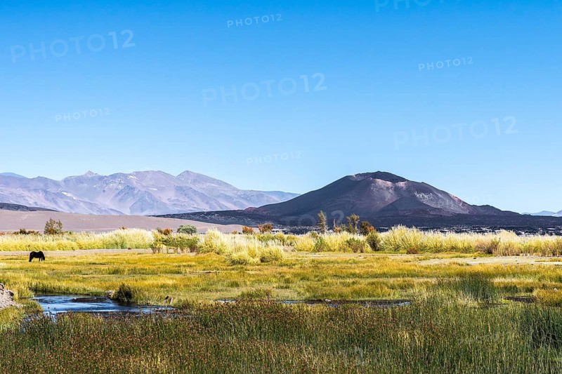 A stunning view of the Antofagasta Volcano set against a clear blue sky in Catamarca, Argentina, surrounded by vibrant green vegetation and distant mountains