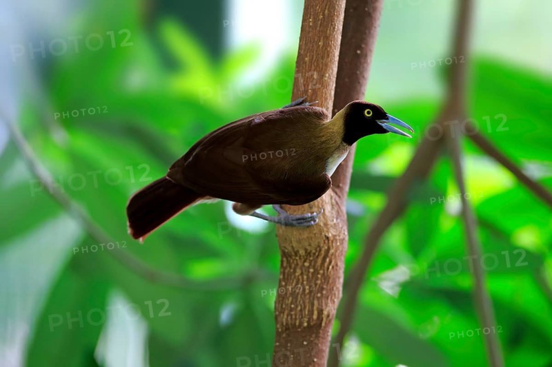 Lesser Bird of paradise (Paradisaea minor), adult female on tree, calling, New Guinea
