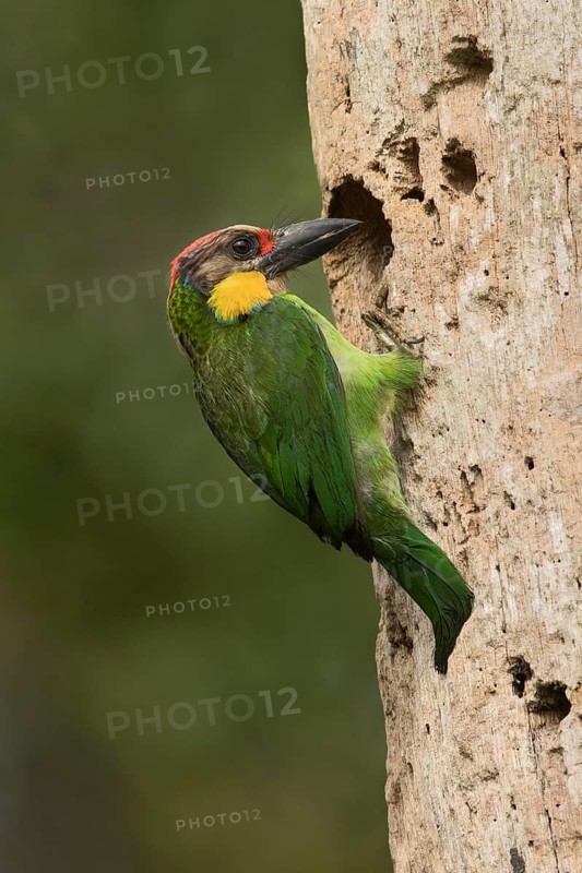 Golden-whiskered Barbet (Psilopogon chrysopogon) at nesting hole, Selangor, Malaysia
