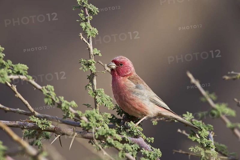 Sinai Rosefinch (Carpodacus synoicus) male, Eilat, Israel