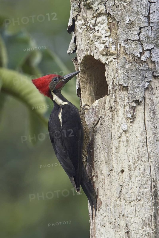 Lineated Woodpecker (Dryocopus lineatus) male, Costa Rica