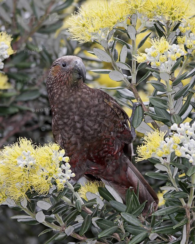 New Zealand Kaka (Nestor meridionalis), New Zealand