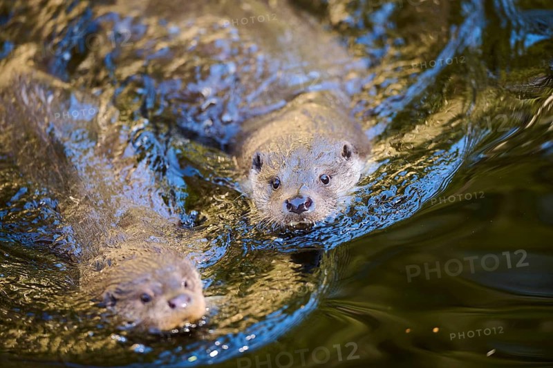 Eurasian otter (Lutra lutra) swimming in a lake in the bavarian forest, Bavaria, Germany