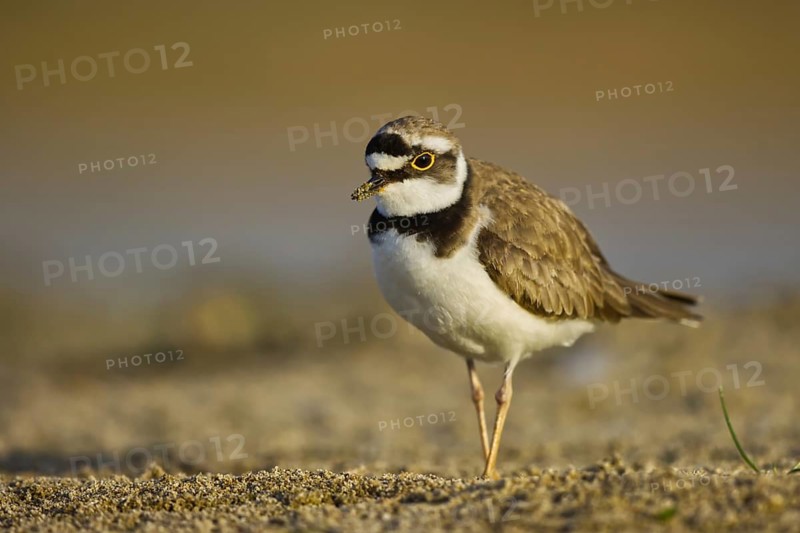 Little Ringed Plover (Charadrius dubius), North Rhine-Westphalia, Germany