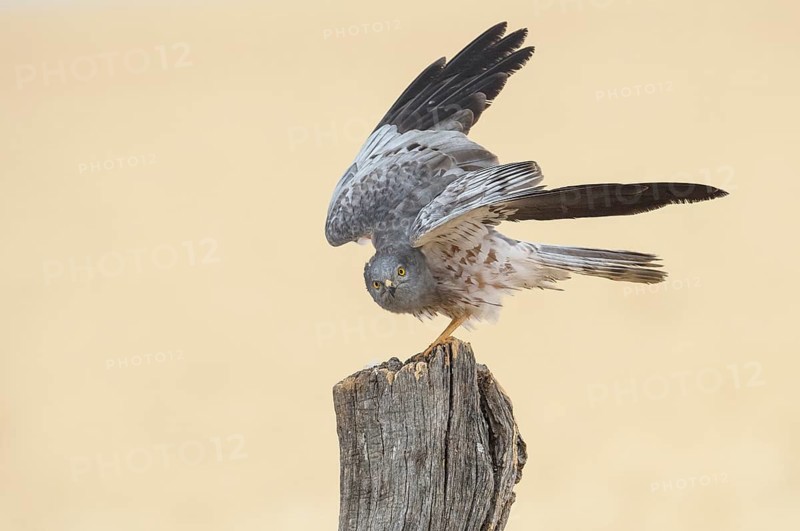 Montagu's Harrier (Circus pygargus) male perched on a post, Andalusia, Spain
