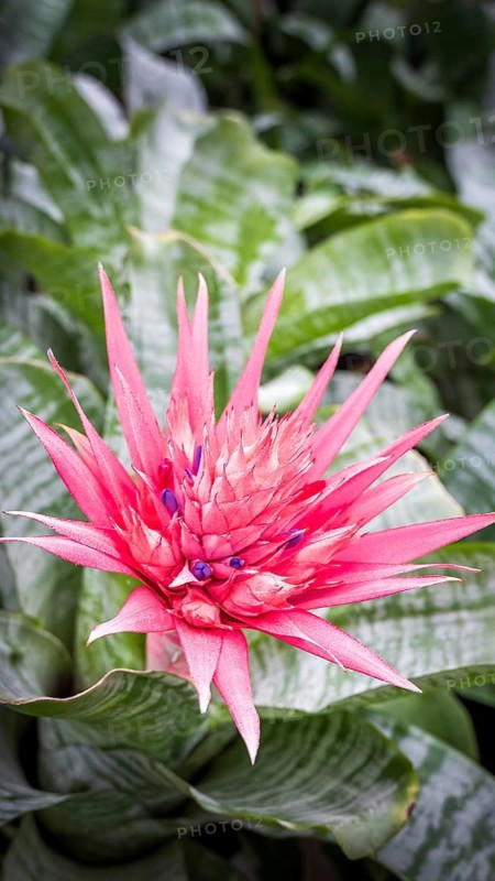 A stunning image showcasing the vivid pink flower of Aechmea fasciata, also known as Silver Vase or Urn Plant, set against a backdrop of rich, variegated green leaves