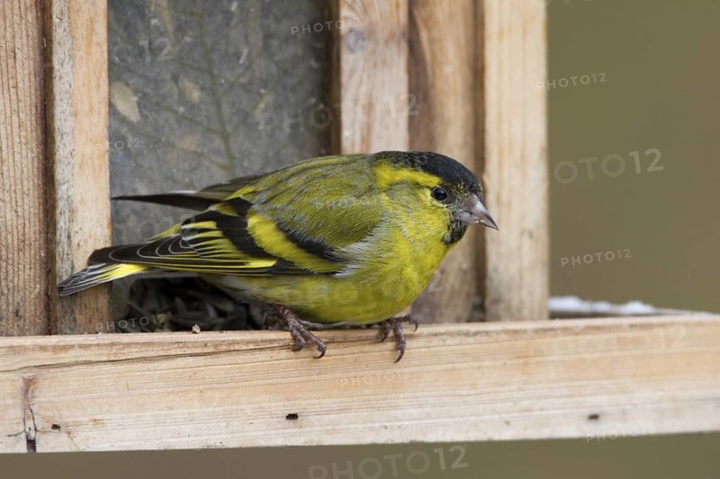 Eurasian Siskin (Spinus spinus) male, St. Gallen, Switzerland