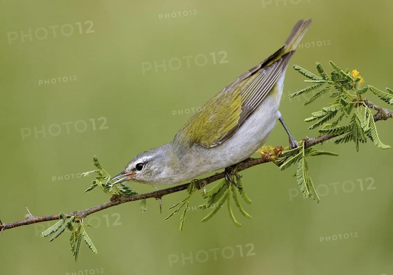 Tennessee Warbler (Leiothlypis peregrina), Texas, USA