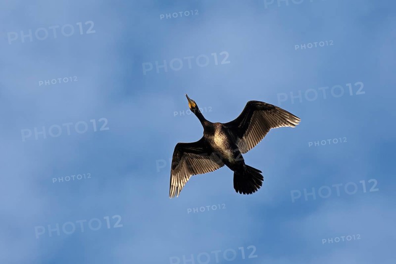 Flying cormorant, Geltinger Birk, Schleswig-Holstein, Germany