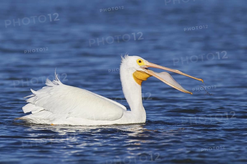 American White Pelican (Pelecanus erythrorhynchos), Florida, USA