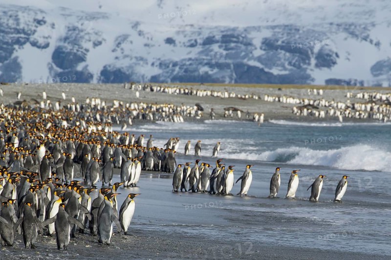 King Penguin (Aptenodytes patagonicus) perched on a rocky beach on South Georgia Island