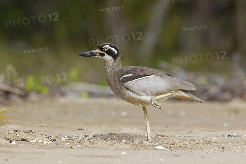 Beach Stone-curlew (Esacus magnirostris), Queensland, Australia