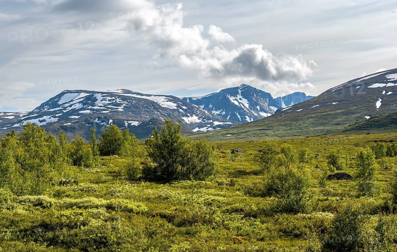 Barren mountain landscape with birches, Fjell, Øystre Slidre, Jotunheimen National Park, Norway